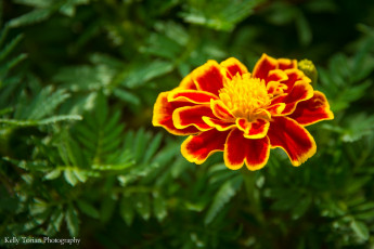 Картинка цветы бархатцы пестрый