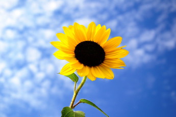 Картинка цветы подсолнухи подсолнух небо облака