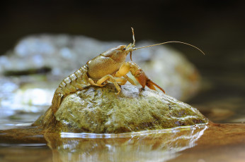 Картинка животные крабы раки рак камень