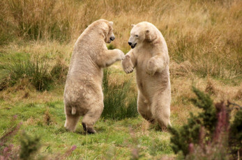 Картинка животные медведи драка большой