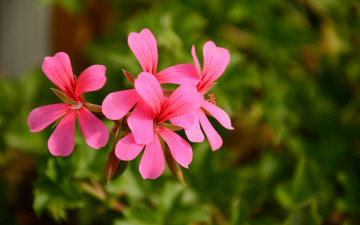 Картинка цветы герань розовый