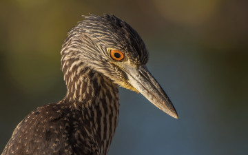 Картинка животные цапли клюв