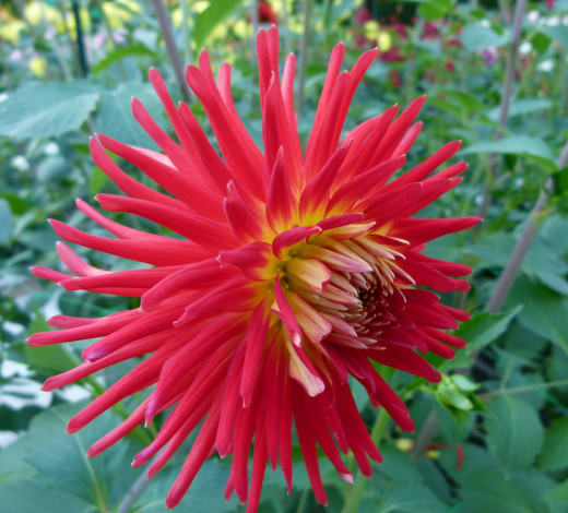 Обои картинки фото цветы, георгины, георгина