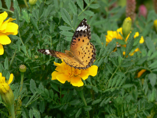 Обои картинки фото животные, бабочки, бабочка