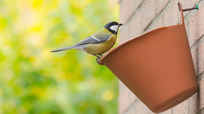 Обои картинки фото животные, синицы, лазоревки, синичка