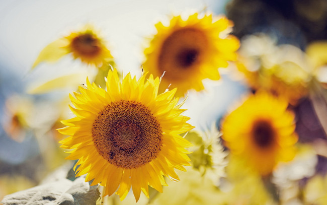 Обои картинки фото цветы, подсолнухи, подсолнух