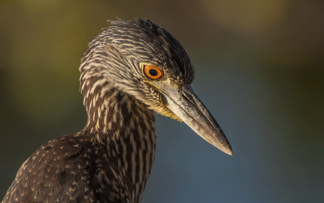 Обои картинки фото животные, цапли, клюв