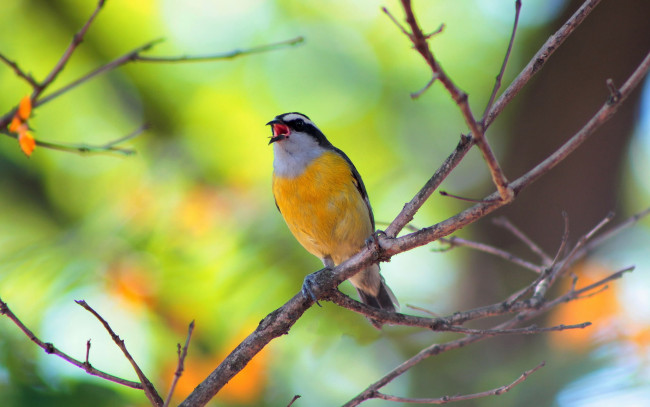 Обои картинки фото животные, птицы, ветка, птичка