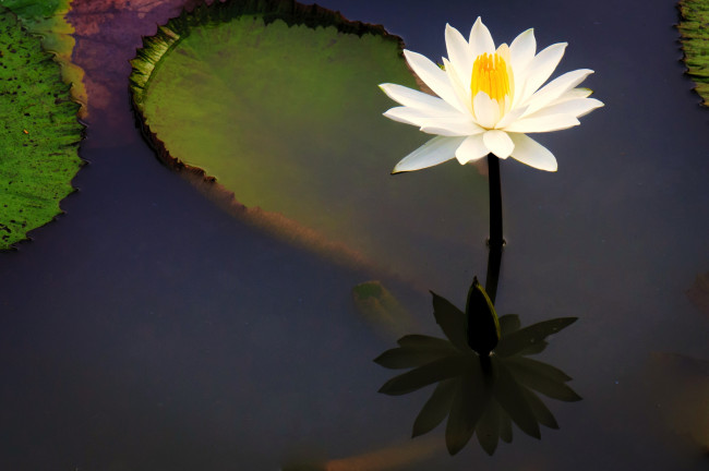 Обои картинки фото цветы, лилии, водяные, нимфеи, кувшинки, вода, отражение