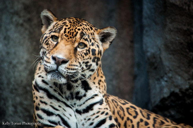 Обои картинки фото животные, Ягуары, морда, хищник