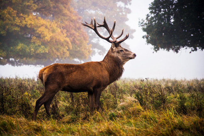 Обои картинки фото животные, олени, благородный, красавец, рога