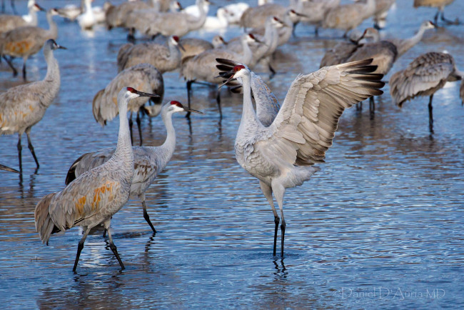 Обои картинки фото животные, журавли, вода, танец, крылья