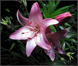 Картинка цветы лилии лилейники цветок тычинки лепестки