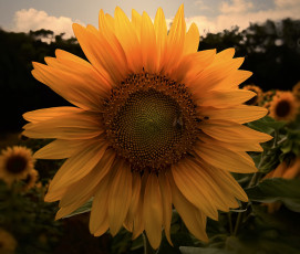 Картинка цветы подсолнухи корзинка лепестки подсолнух