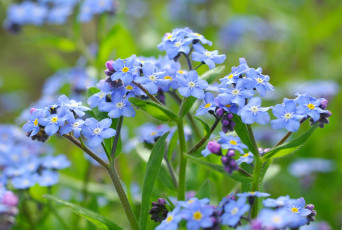 Картинка цветы незабудки голубой