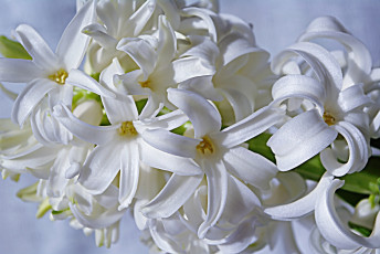 Картинка цветы гиацинты макро