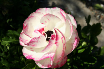 Картинка цветы анемоны адонисы камелия