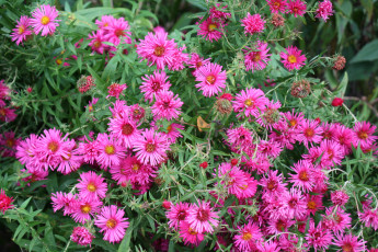 Картинка цветы астры сад