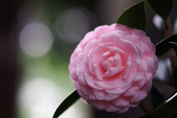 Картинка цветы камелии розовый