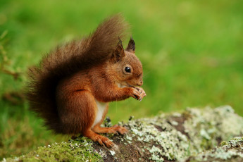 Картинка животные белки белка орехи