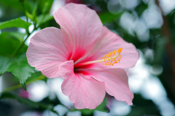 Картинка цветы гибискусы розовый