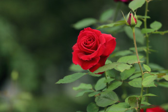 Картинка цветы розы королева