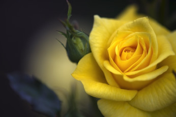 Картинка цветы розы макро