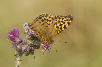 Картинка животные бабочки цветы бабочка