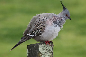 Картинка животные голуби хохолок дикий вяхирь голубь