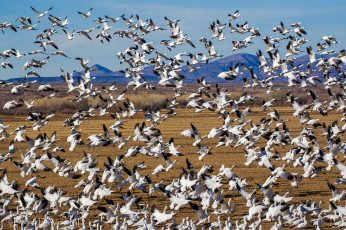 Картинка животные гуси стая