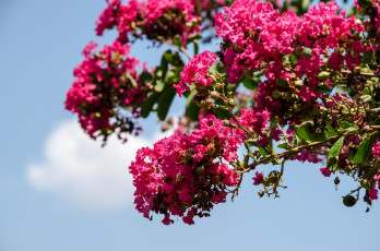 обоя цветы, лагерстрёмия, ветки