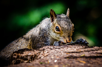 Картинка животные белки белка