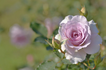 Картинка цветы розы розовый