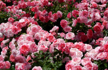 Картинка цветы розы много