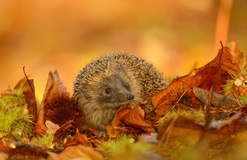 Картинка животные ежи осень листья колючки