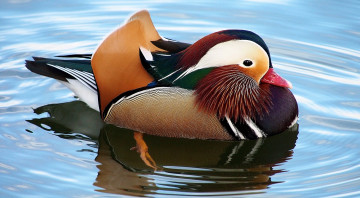 Картинка животные утки мандаринка вода утка