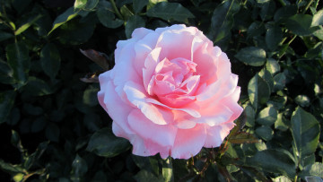 Картинка цветы розы лепестки бутон роза