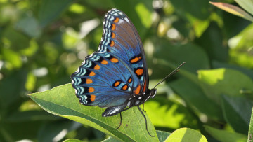Картинка животные бабочки бабочка листья