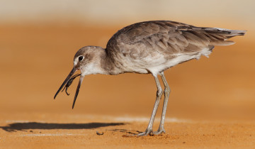 обоя животные, птицы, паук, пустыня, добыча