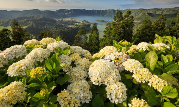Картинка цветы гортензия дерево пейзаж