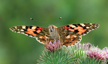 Картинка животные бабочки бабочка цветы