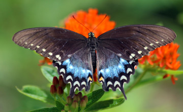 Картинка животные бабочки цветы бабочка