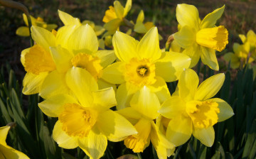 Картинка цветы нарциссы солнечные жёлтые