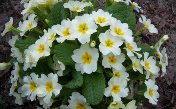 Картинка цветы примулы жёлтые