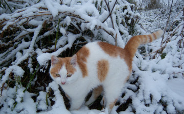 Картинка животные коты рыжий кот