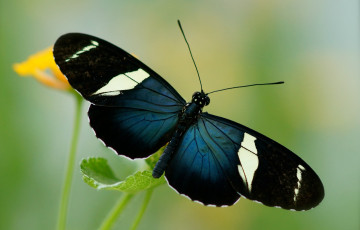 Картинка животные бабочки цветы бабочка