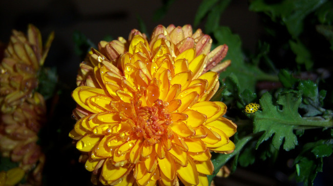 Обои картинки фото цветы, хризантемы, оранджевая, хризантема