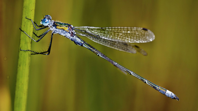 Обои картинки фото животные, стрекозы, стрекоза