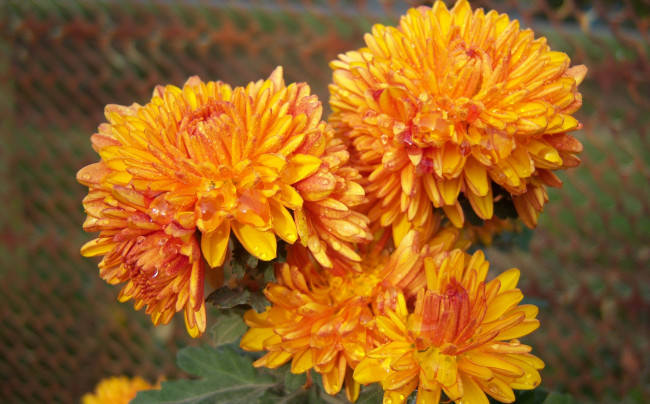 Обои картинки фото цветы, хризантемы, оранджевые