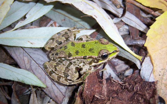 Обои картинки фото животные, лягушки, зеленая, лягушка